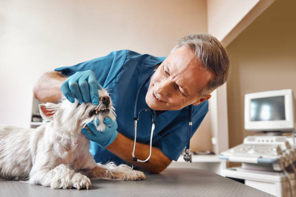 Best Walk-In Emergency Dental Services in North Wales, PA